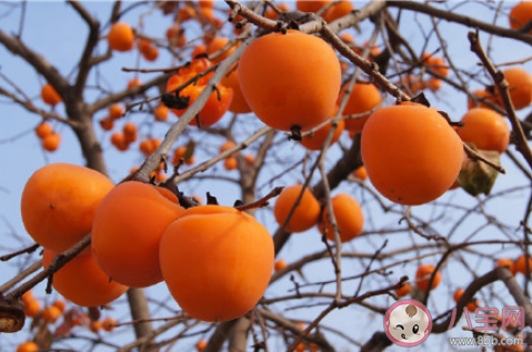 霜降为什么要吃柿子 霜降吃柿子有什么好处 霜降为什么要吃柿子 霜降吃柿子有什么好处