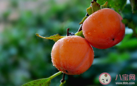 霜降为什么要吃柿子 霜降吃柿子有什么好处 霜降为什么要吃柿子 霜降吃柿子有什么好处