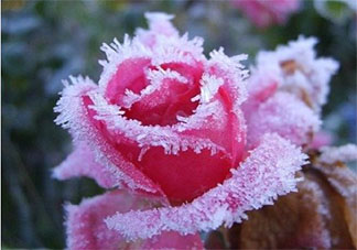 霜降和降霜是一个意思吗 霜降和降霜的区别是什么