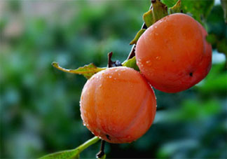 霜降为什么要吃柿子 霜降吃柿子有什么好处