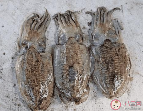 如何区分辨别鱿鱼八爪鱼墨鱼 鱿鱼八爪鱼墨鱼有什么区别 如何区分辨别鱿鱼八爪鱼墨鱼 鱿鱼八爪鱼墨鱼有什么区别