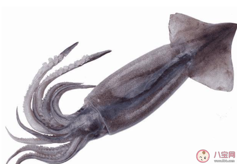 如何区分辨别鱿鱼八爪鱼墨鱼 鱿鱼八爪鱼墨鱼有什么区别 如何区分辨别鱿鱼八爪鱼墨鱼 鱿鱼八爪鱼墨鱼有什么区别