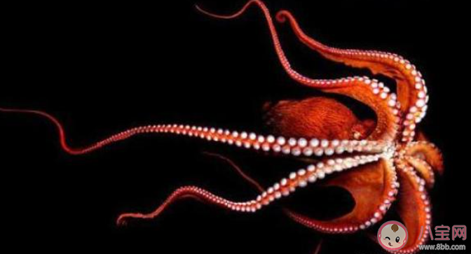 如何区分辨别鱿鱼八爪鱼墨鱼 鱿鱼八爪鱼墨鱼有什么区别 如何区分辨别鱿鱼八爪鱼墨鱼 鱿鱼八爪鱼墨鱼有什么区别