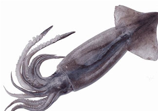 如何区分辨别鱿鱼八爪鱼墨鱼 鱿鱼八爪鱼墨鱼有什么区别