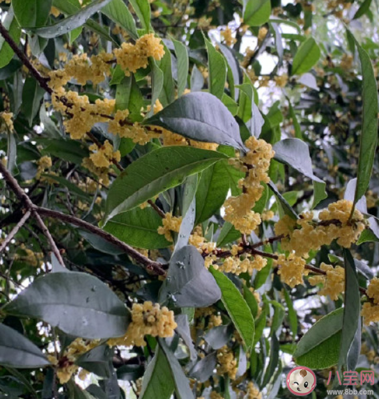桂花雨的朋友圈说说 桂花雨的优美句子文案 桂花雨的朋友圈说说 桂花雨的优美句子文案