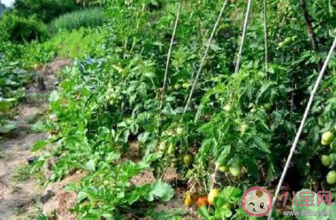 为什么菜价涨菜农依然难赚钱 菜价涨钱被谁赚了 为什么菜价涨菜农依然难赚钱 菜价涨钱被谁赚了