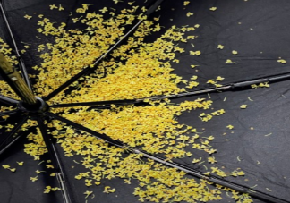 桂花雨的朋友圈说说 桂花雨的优美句子文案