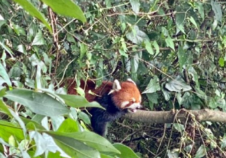 为什么小熊猫濒临灭绝 小熊猫和大熊猫有什么渊源