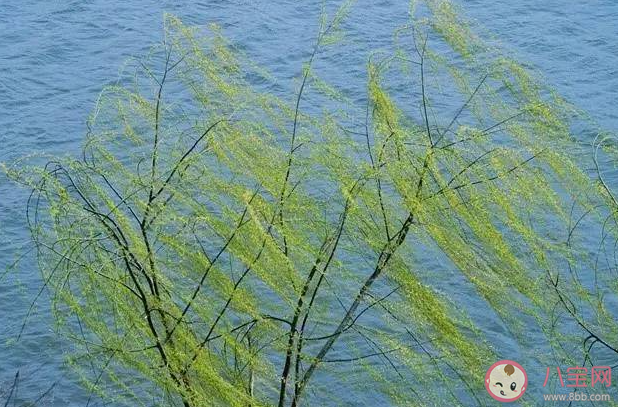 迫不及待问你问你是否留下我的足迹是什么歌 《问风》完整版歌词在线听歌