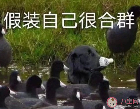 怕失去朋友而伪合群应该吗 要不要伪合群