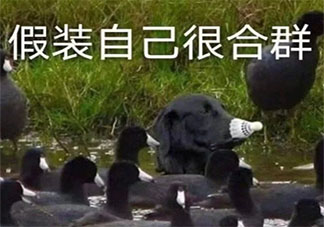 怕失去朋友而伪合群应该吗 要不要伪合群