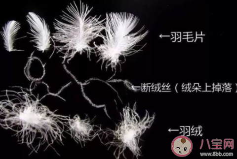 有商家售卖号称含绒量100%的羽绒服你应该 蚂蚁庄园11月6日答案介绍