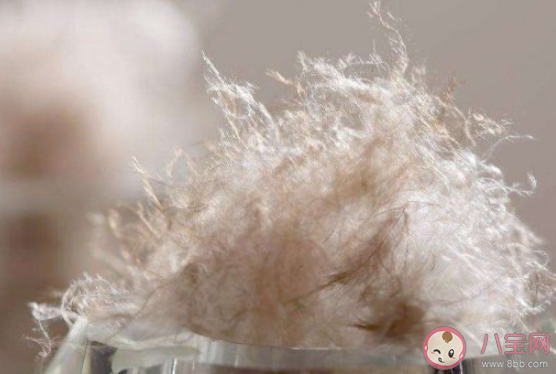 有商家售卖号称含绒量100%的羽绒服你应该 蚂蚁庄园11月6日答案介绍