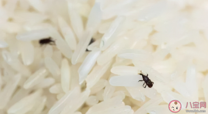 为什么明明密封很好的大米还会长出米虫 蚂蚁庄园11月7日问题答案 为什么明明密封很好的大米还会长出米虫 蚂蚁庄园11月7日问题答案