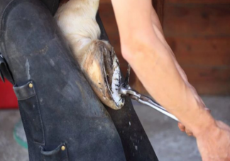 马为什么要钉马蹄铁 给马钉马蹄会疼吗