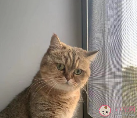 光棍节早安心语一句话发朋友圈句子 光棍节早上好的问候语句子大全 光棍节早安心语一句话发朋友圈句子 光棍节早上好的问候语句子大全