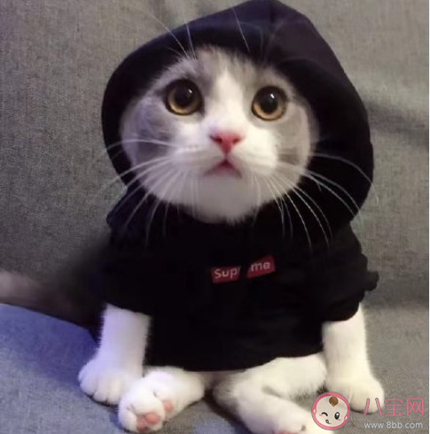 爱好不被理解是否要隐藏 不被理解的爱好还要坚持吗 爱好不被理解是否要隐藏 不被理解的爱好还要坚持吗