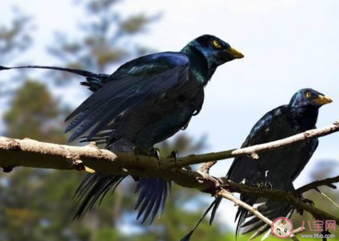 乌鸦被称作世界上最聪明的鸟之一主要是因为它 蚂蚁庄园小课堂11月11日答案