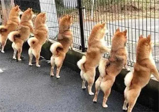 2021适合光棍节发的朋友圈文案 2021光棍节文案发朋友圈说说