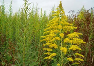 武汉市民看到这种黄花请上报 加拿大一枝黄花是什么花