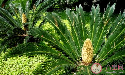 千年铁树开花结果果能生食吗 蚂蚁庄园11月15日答案