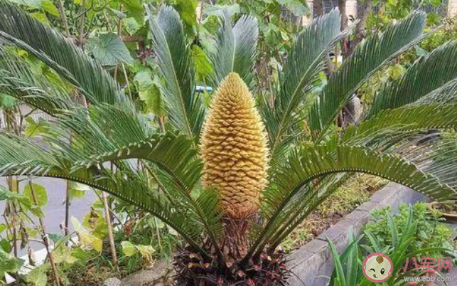 千年铁树开花结果果能生食吗 蚂蚁庄园11月15日答案