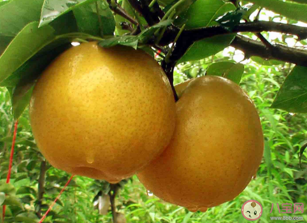 栽植晚秋黄梨初次挂果是在什么时候 蚂蚁庄园11月16日答案解析