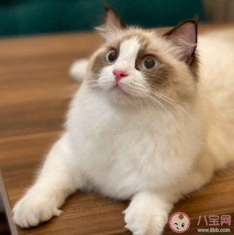 宠物对主人来说意味着什么 为什么要对宠物怀抱善意