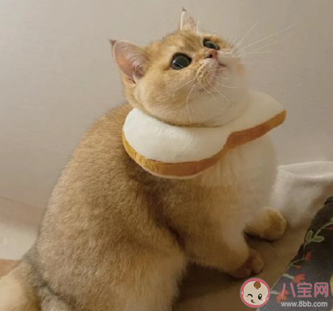 宠物对主人来说意味着什么 为什么要对宠物怀抱善意