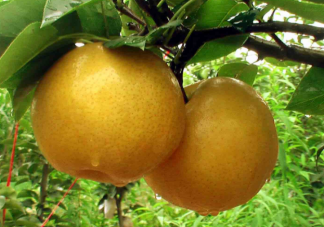 栽植晚秋黄梨初次挂果是在什么时候 蚂蚁庄园11月16日答案解析