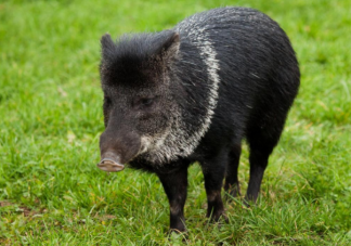 野猪泛滥成灾捕杀后能吃吗 为什么野猪泛滥成灾
