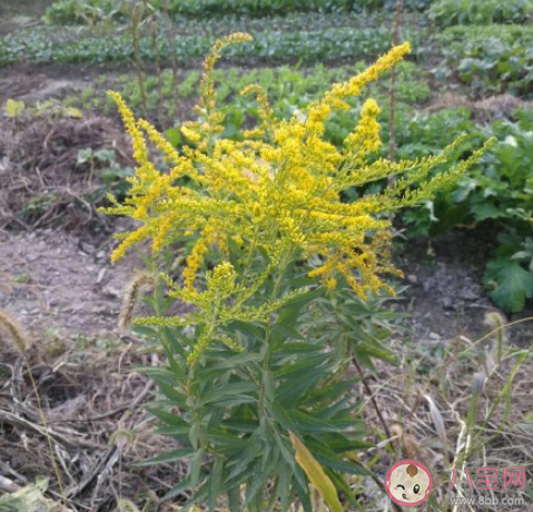 加拿大一枝黄花到底是什么 为什么被叫做恶魔之花 加拿大一枝黄花到底是什么 为什么被叫做恶魔之花