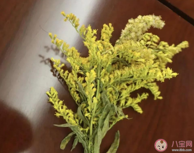 加拿大一枝黄花到底是什么 为什么被叫做恶魔之花 加拿大一枝黄花到底是什么 为什么被叫做恶魔之花