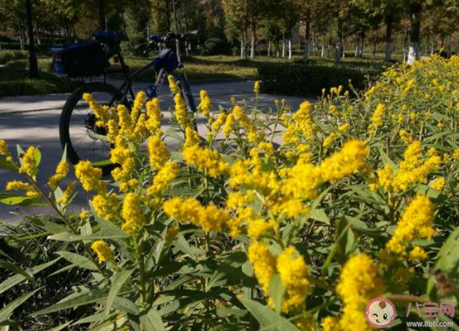 加拿大一枝黄花到底是什么 为什么被叫做恶魔之花 加拿大一枝黄花到底是什么 为什么被叫做恶魔之花