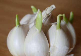 大蒜发芽了还可以吃吗 怎么保存大蒜避免发芽