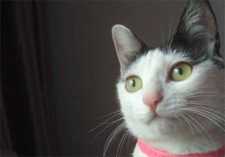 为啥猫咪有时不好好吃饭 猫咪不吃饭是什么原因