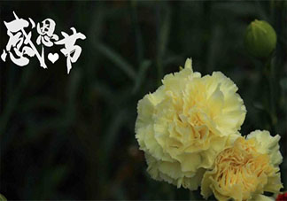 感恩节感谢爸爸妈妈的朋友圈说说 感恩节感谢父母的文案句子