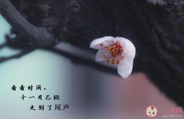 十一月最后一天图片感悟句子和祝福语 十一月最后一天发朋友圈感受说说 十一月最后一天图片感悟句子和祝福语 十一月最后一天发朋友圈感受说说