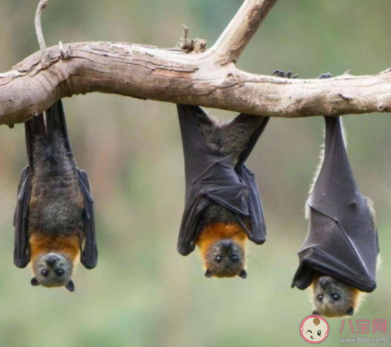 动植物界有哪些冷知识让人意想不到 让人意想不到的10个冷知识