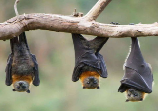 动植物界有哪些冷知识让人意想不到 让人意想不到的10个冷知识