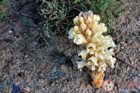 哪种植物会寄生在梭梭根部 蚂蚁庄园11月23日答案介绍