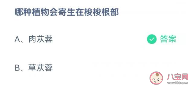 哪种植物会寄生在梭梭根部 蚂蚁庄园11月23日正确答案