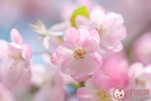 观赏性樱花长出的果实能吃吗 蚂蚁庄园11月22日答案