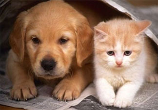 宠物当网红合理吗 宠物能不能当网红