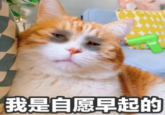 有哪些适合社畜早起发朋友圈的沙雕文案 早起发朋友圈的搞笑沙雕句子