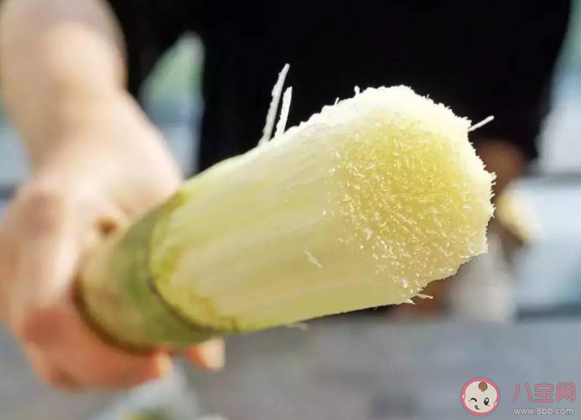 清明蔗毒过蛇说法真正原因是什么 蚂蚁庄园11月24日答案解析