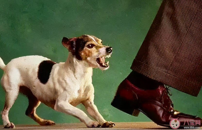 被狗狗扑咬该怎么办 碰到狗咬别人如何施救