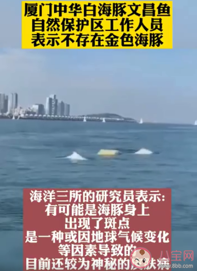 专家解释厦门海域出现金色海豚 目前的海豚有几种颜色