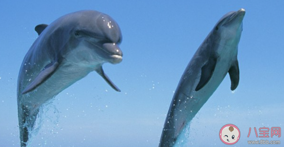 专家解释厦门海域出现金色海豚 目前的海豚有几种颜色
