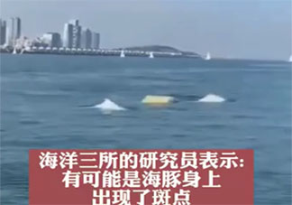 专家解释厦门海域出现金色海豚 目前的海豚有几种颜色